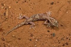 Lucasium steindachneri