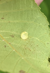 Caryomyia glauciglobus