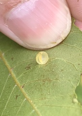 Caryomyia glauciglobus
