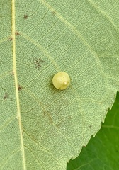 Caryomyia glauciglobus