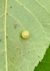 Caryomyia glauciglobus