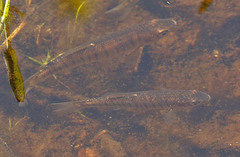 Fundulus diaphanus