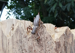 Liparoscelis pallidispina