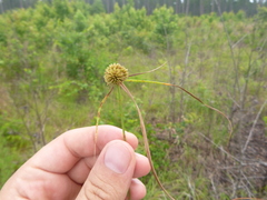 Cyperus filiculmis