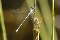 Lestes unguiculatus