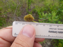 Cyperus filiculmis