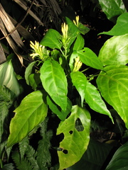 Streblacanthus parviflorus