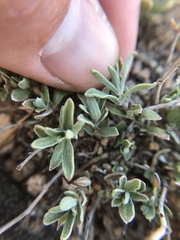 Brickellia oblongifolia