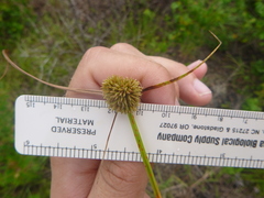 Cyperus filiculmis