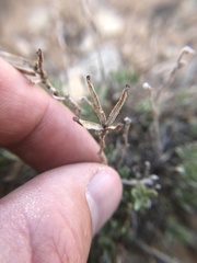 Brickellia oblongifolia