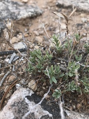 Brickellia oblongifolia