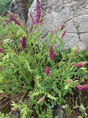 Hedysarum occidentale