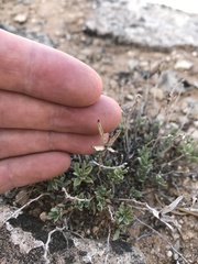 Brickellia oblongifolia
