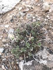 Brickellia oblongifolia