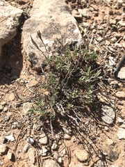 Brickellia oblongifolia