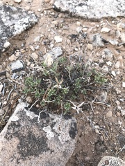 Brickellia oblongifolia