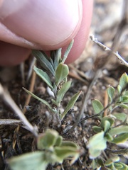 Brickellia oblongifolia