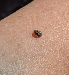 Mulsantina hudsonica
