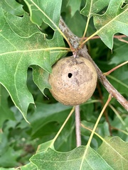 Amphibolips quercusinanis