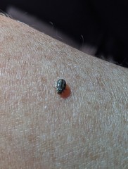 Mulsantina hudsonica