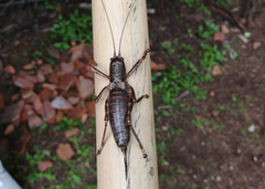 Liparoscelis pallidispina