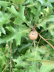 Amphibolips quercusinanis