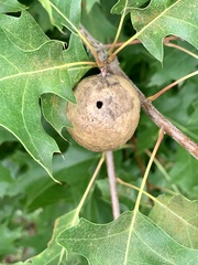Amphibolips quercusinanis