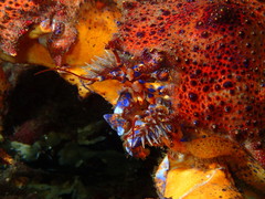 Echidnocerus cibarius