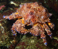 Echidnocerus cibarius