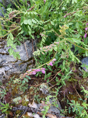 Hedysarum occidentale