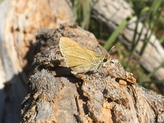 Hesperia leonardus pawnee