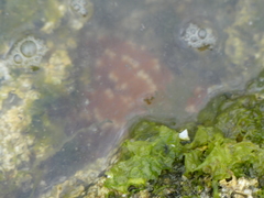 Evasterias troschelii