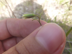 Stylisma patens angustifolia