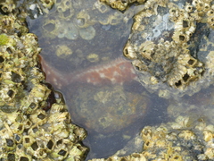 Evasterias troschelii