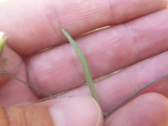 Stylisma patens angustifolia