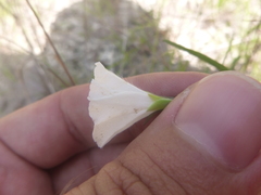 Stylisma patens angustifolia