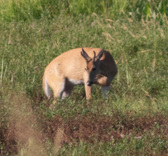 Odocoileus virginianus leucurus
