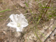Stylisma patens angustifolia