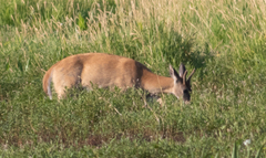 Odocoileus virginianus leucurus