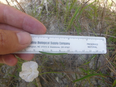 Stylisma patens angustifolia