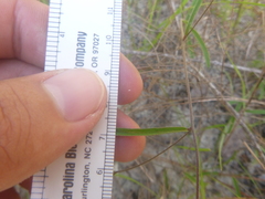 Stylisma patens angustifolia