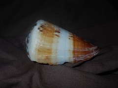 Conus capitaneus
