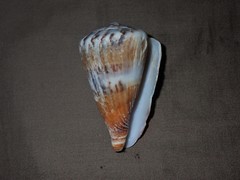 Conus capitaneus
