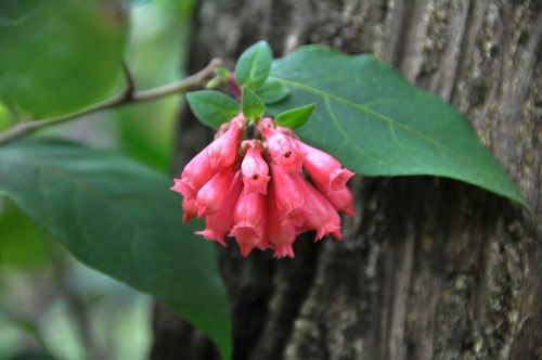 Cestrum fasciculatum image