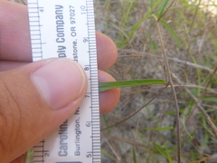 Stylisma patens angustifolia