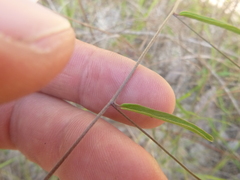 Stylisma patens angustifolia