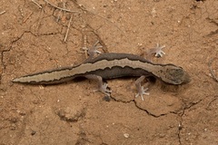 Diplodactylus vittatus