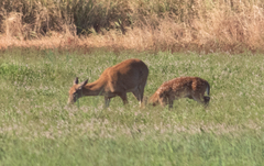 Odocoileus virginianus leucurus