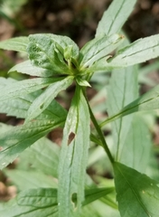 Asphondylia rosulata