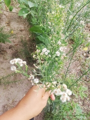 Erigeron bonariensis